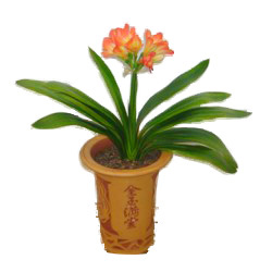 China Thank You China,,China:Clivia